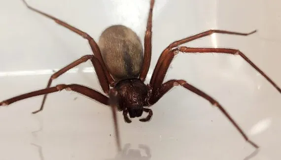 O erro de Curitiba: pânico coletivo mascarou a real ameaça da aranha-marrom