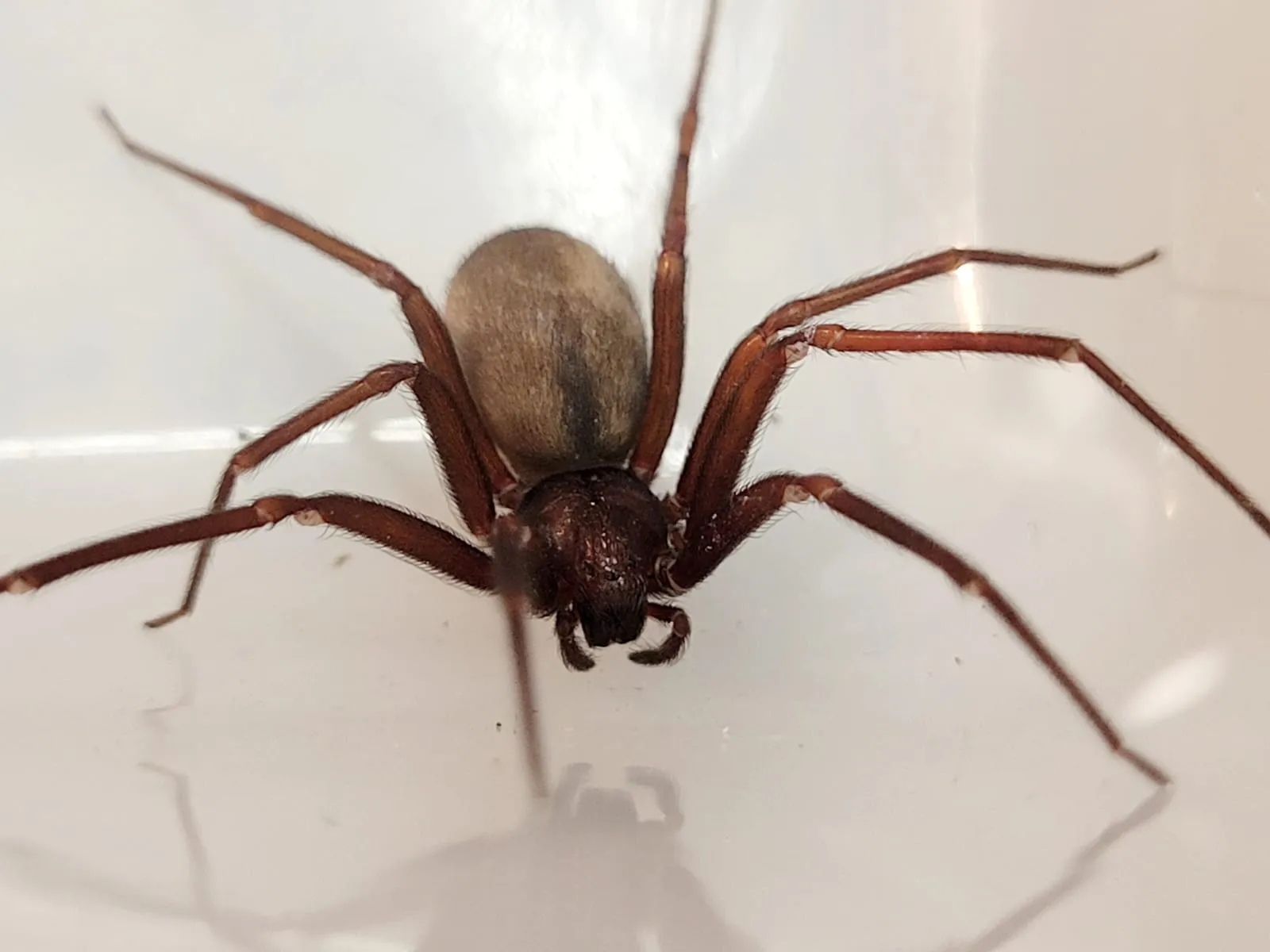 A aranha-marrom não é agressiva, mas acidentes podem acontecer quando o animal é comprimido contra o corpo sem que a pessoa perceba. Foto: Marta Fischer/Arquivo pessoal