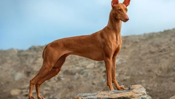 Pharaoh hound: conheça as características do cachorro dessa raça 