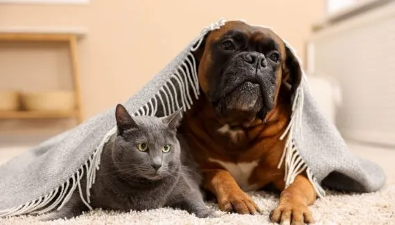 Dores articulares nos pets durante o frio: saiba como protegê-los