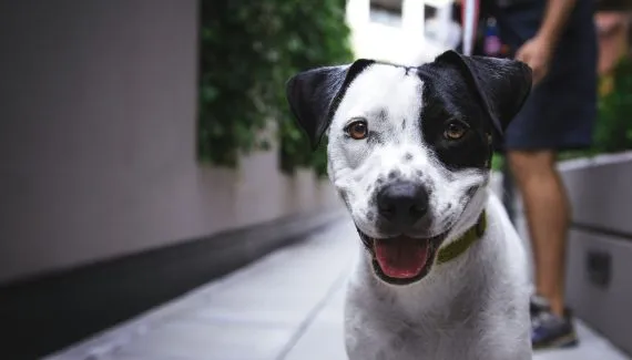 Lei vai exigir avisos sobre segurança de pets em elevadores em Curitiba