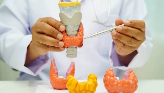 Dia Internacional da Tireoide: 6 curiosidades sobre a glândula