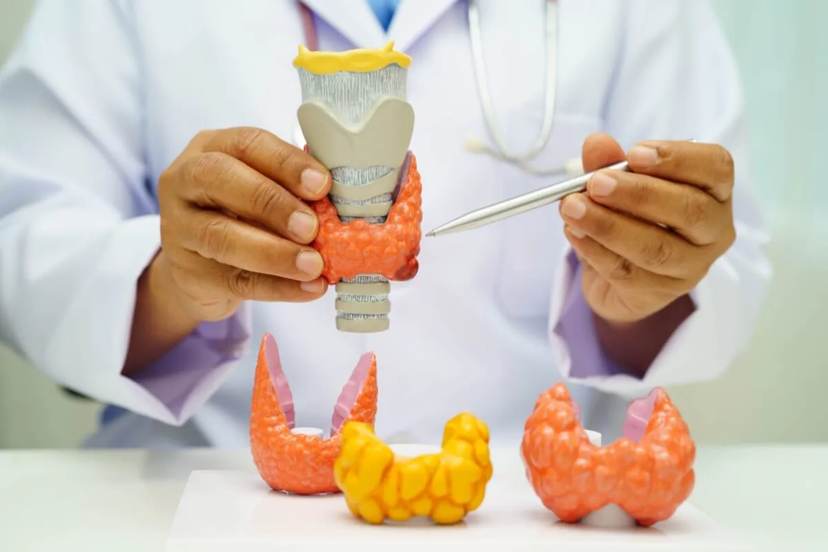 Dia Internacional da Tireoide: 6 curiosidades sobre a glândula