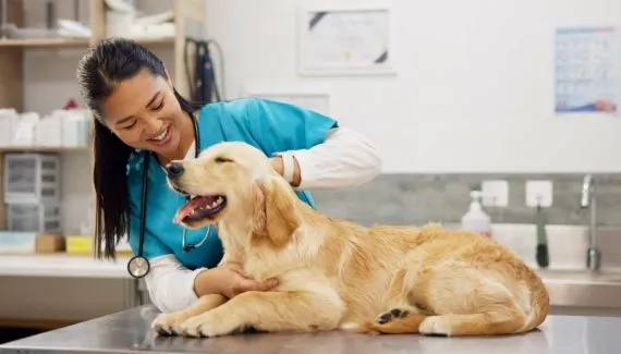 Animal vomitando: 7 causas comuns que merecem atenção 