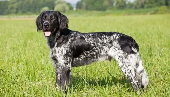Grande munsterlander: conheça as características do cachorro dessa raça