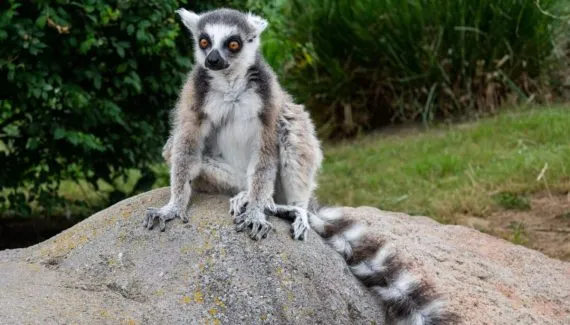 Lêmure: 7 curiosidades sobre esse primata de Madagascar 