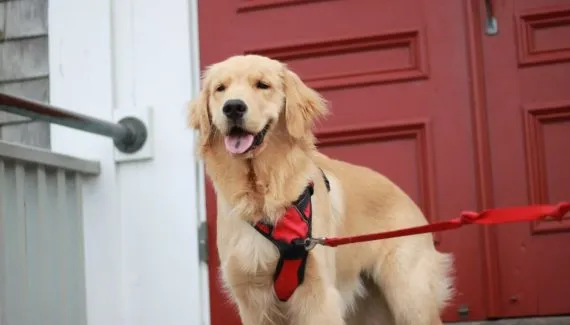 Os Vingadores: 10 nomes para cachorros inspirados nos personagens 