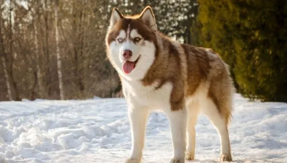 Cachorros da Rússia: 6 raças originárias do país