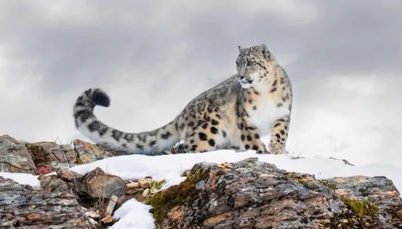 Leopardo-das-neves: 8 curiosidades sobre esse felino raro 