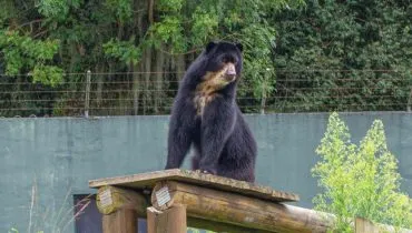 Thorin, urso-de-óculos, estava no Zoológico de Curitiba desde 2023