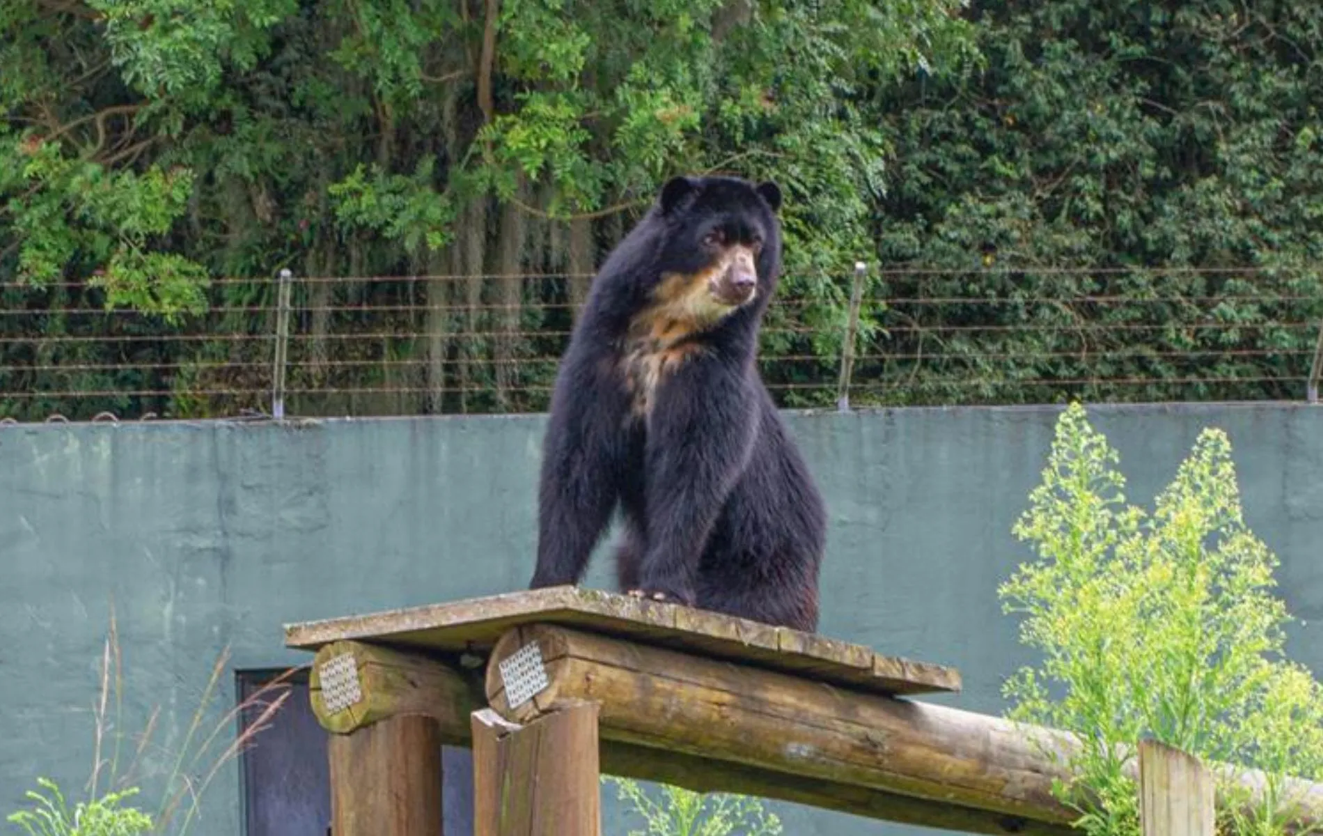 Thorin, urso-de-óculos, estava no Zoológico de Curitiba desde 2023