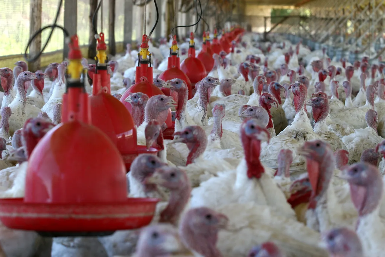 Após anos de retração, a cadeia produtiva do peru volta a crescer no Paraná, impulsionada pela demanda internacional. Foto: Henry Milleo/Arquivo Gazeta do Povo.