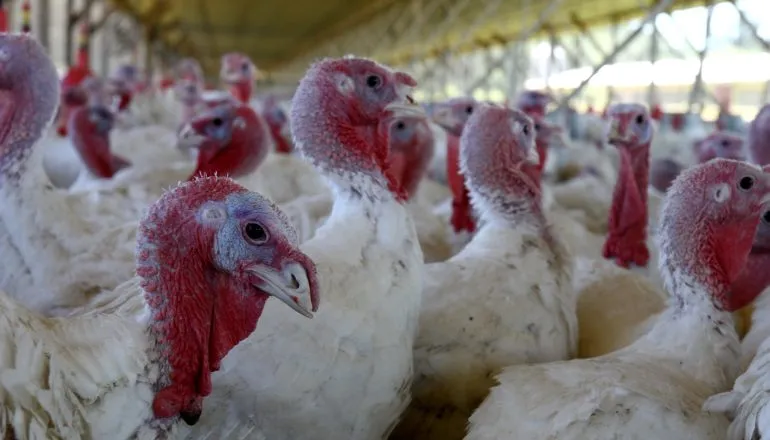 O México é hoje o principal destino da carne de peru brasileira e ajuda a sustentar o avanço das exportações paranaenses. Foto: Henry Milleo/Arquivo Gazeta do Povo.