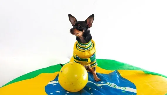 Copa do Mundo, fogos e ansiedade: veja como proteger os cães durante as comemorações