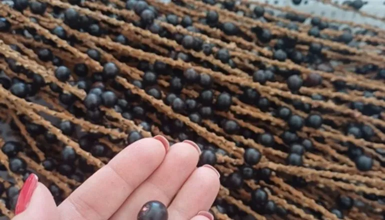 Fruto da palmeira, “açaí da Mata Atlântica” vira bala, geleia e biocosméticos no Paraná