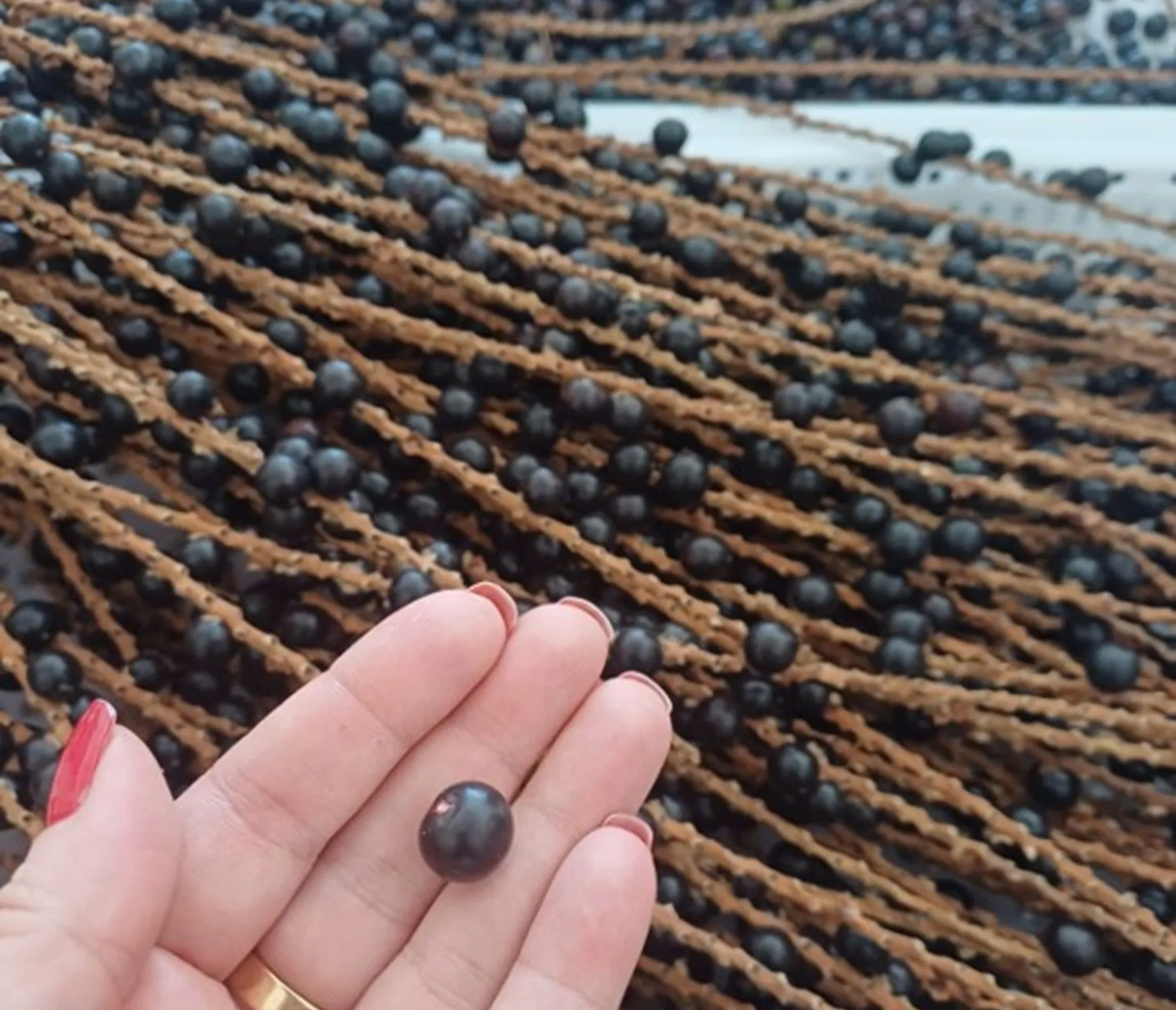 Conhecida como o 'açaí da Mata Atlântica', juçara impulsiona negócios no Paraná