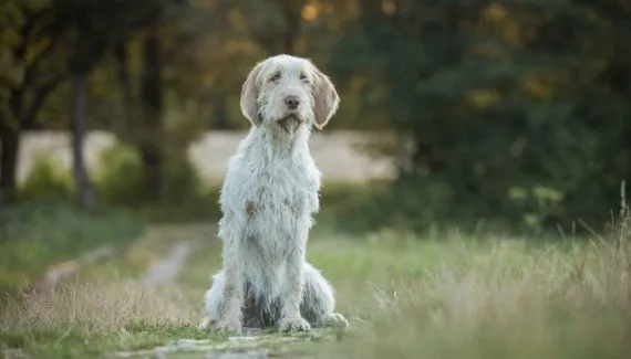 Spinone italiano: conheça as características do cachorro dessa raça