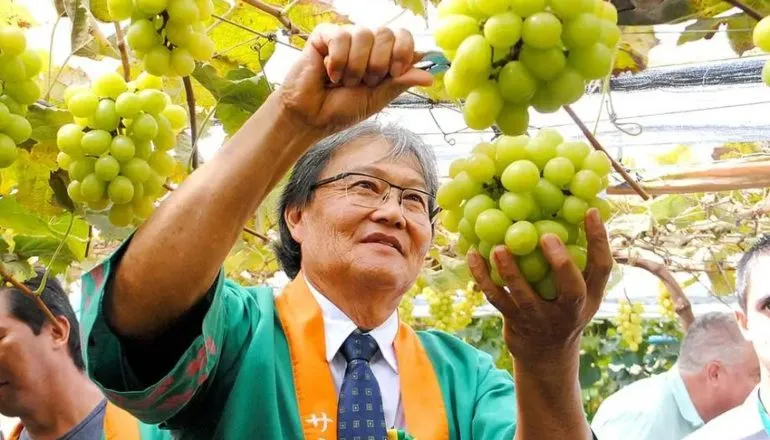 De onde vem a uva doce e gigante, que chegou a custar R$ 200 o kg