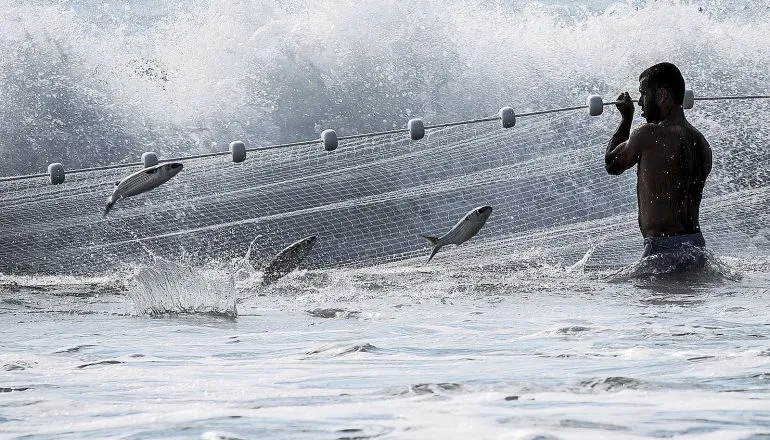 Por que a pesca de tainha foi suspensa no Brasil?