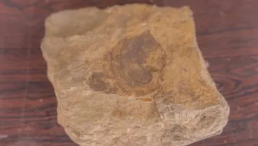 Actinopteria grahni