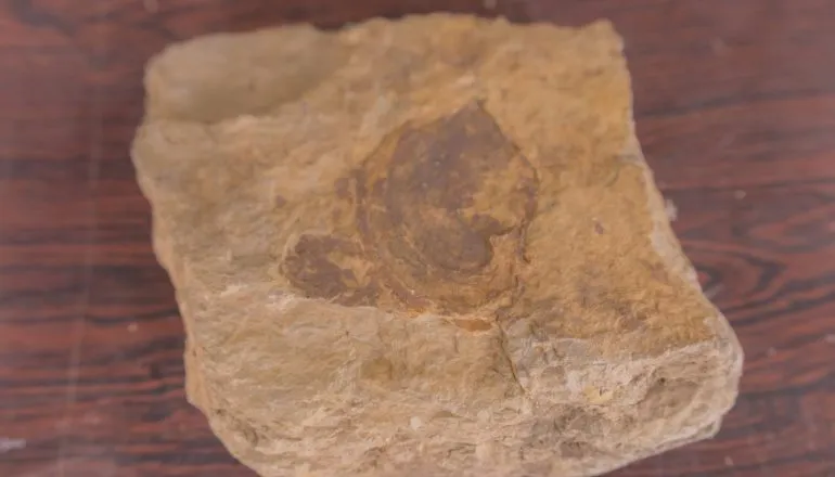Pesquisadores descobrem espécie mais antiga que dinossauro em Ponta Grossa