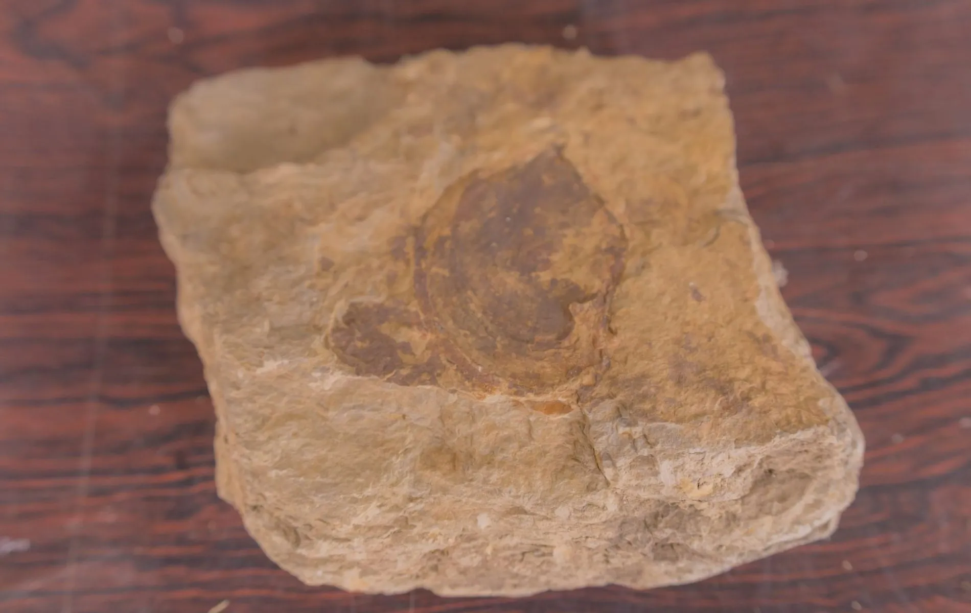 Actinopteria grahni
