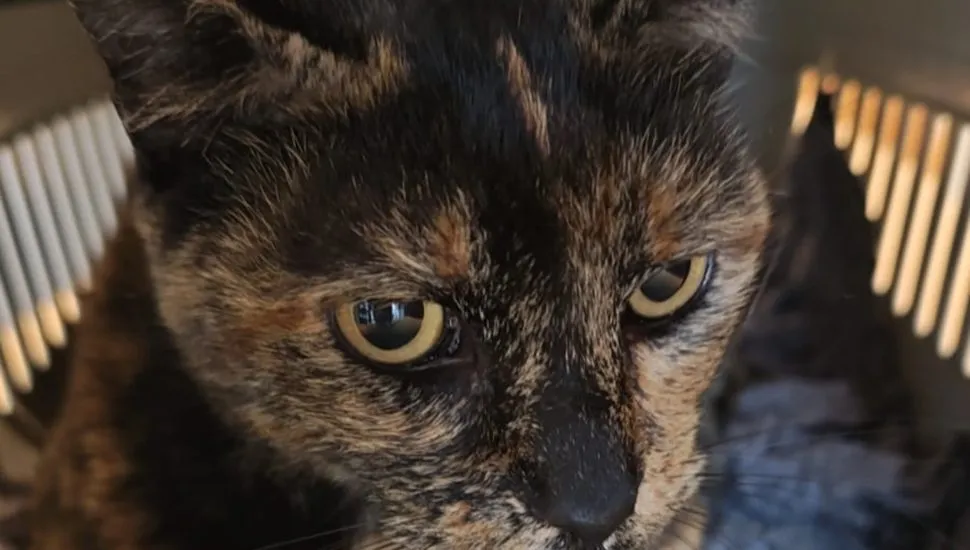 gata desaparece e é encontrado dois anos depois em Curitiba