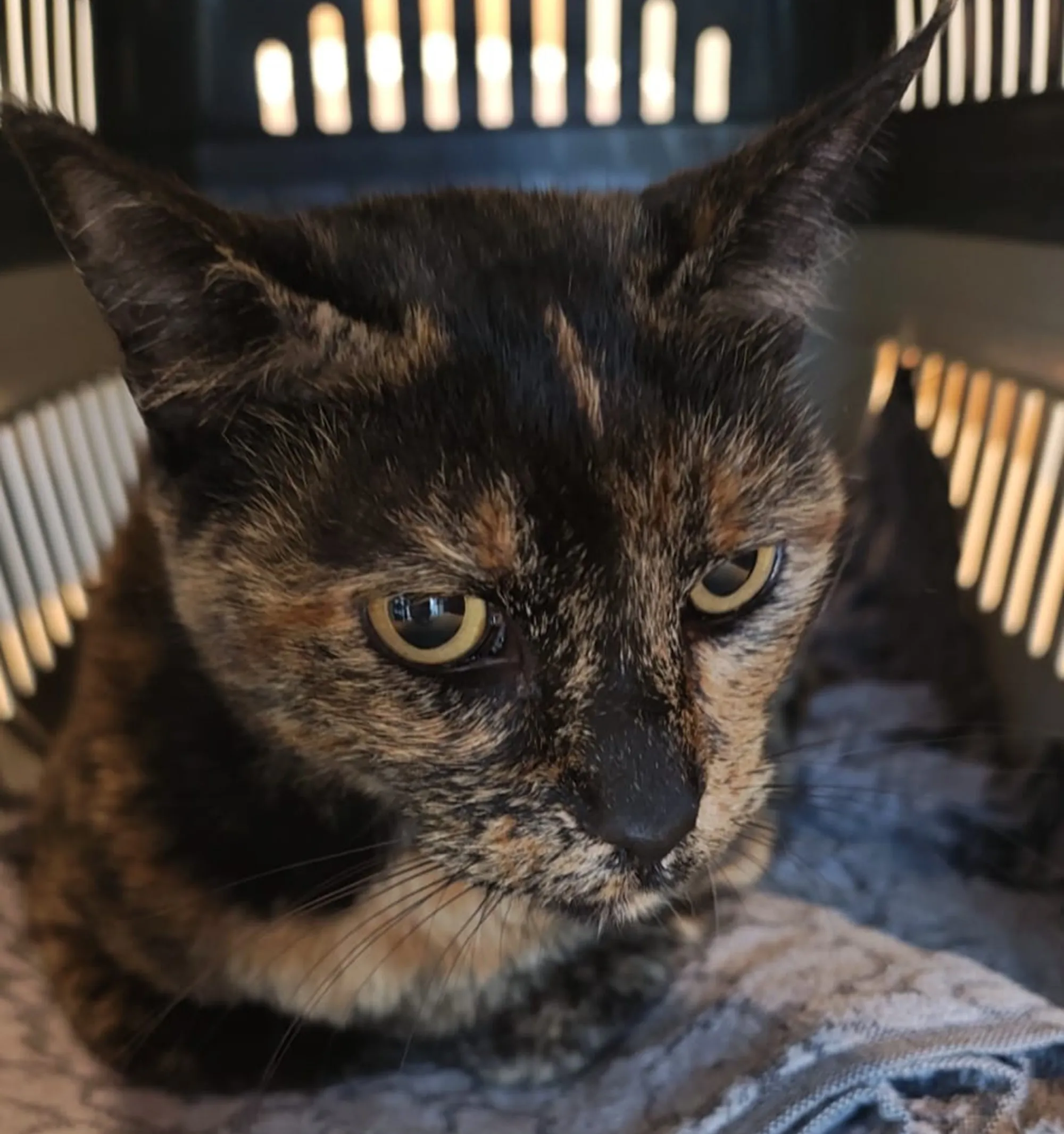 gata desaparece e é encontrado dois anos depois em Curitiba
