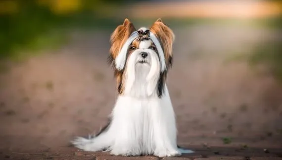 Biewer terrier: conheça as características do cachorro dessa raça 