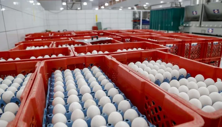 Cidade do Paraná é referência na indústria moveleira e na produção de ovos