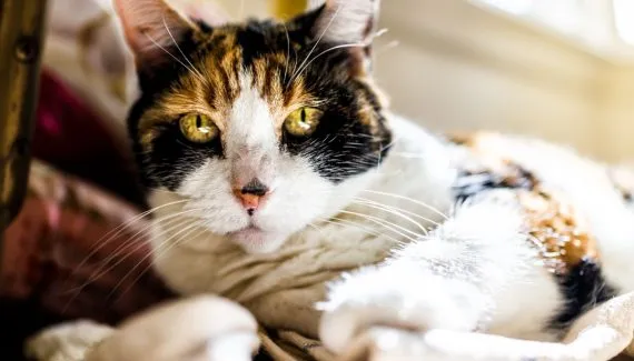 Terceira idade felina: 7 mudanças comportamentais de gatos idosos
