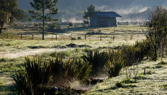 Geada no Paraná: frio extremo atinge cidades nesta quarta-feira