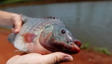 Imagem mostra um produtor segurando uma tilápia em uma área de piscicultura.