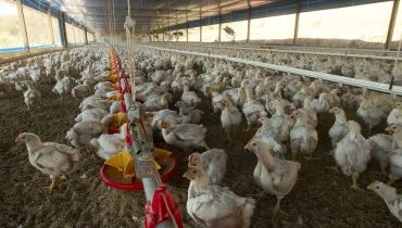 Imagem mostra um barracão com milhares de frangos pequenos