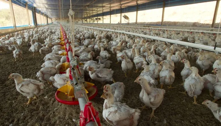 Guerra a caminho da mesa: conflitos no exterior ameaçam inflacionar frango, leite e café no Paraná