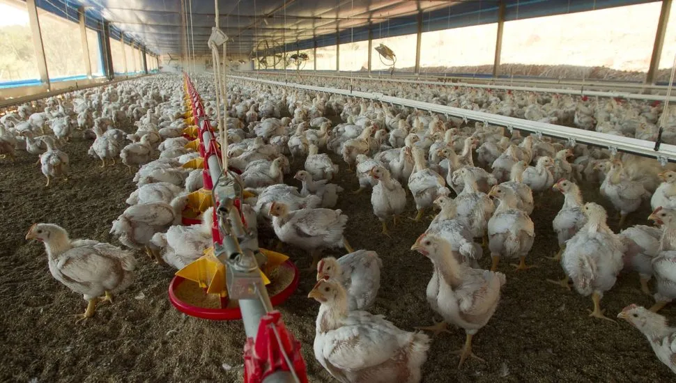 Imagem mostra um barracão com milhares de frangos pequenos