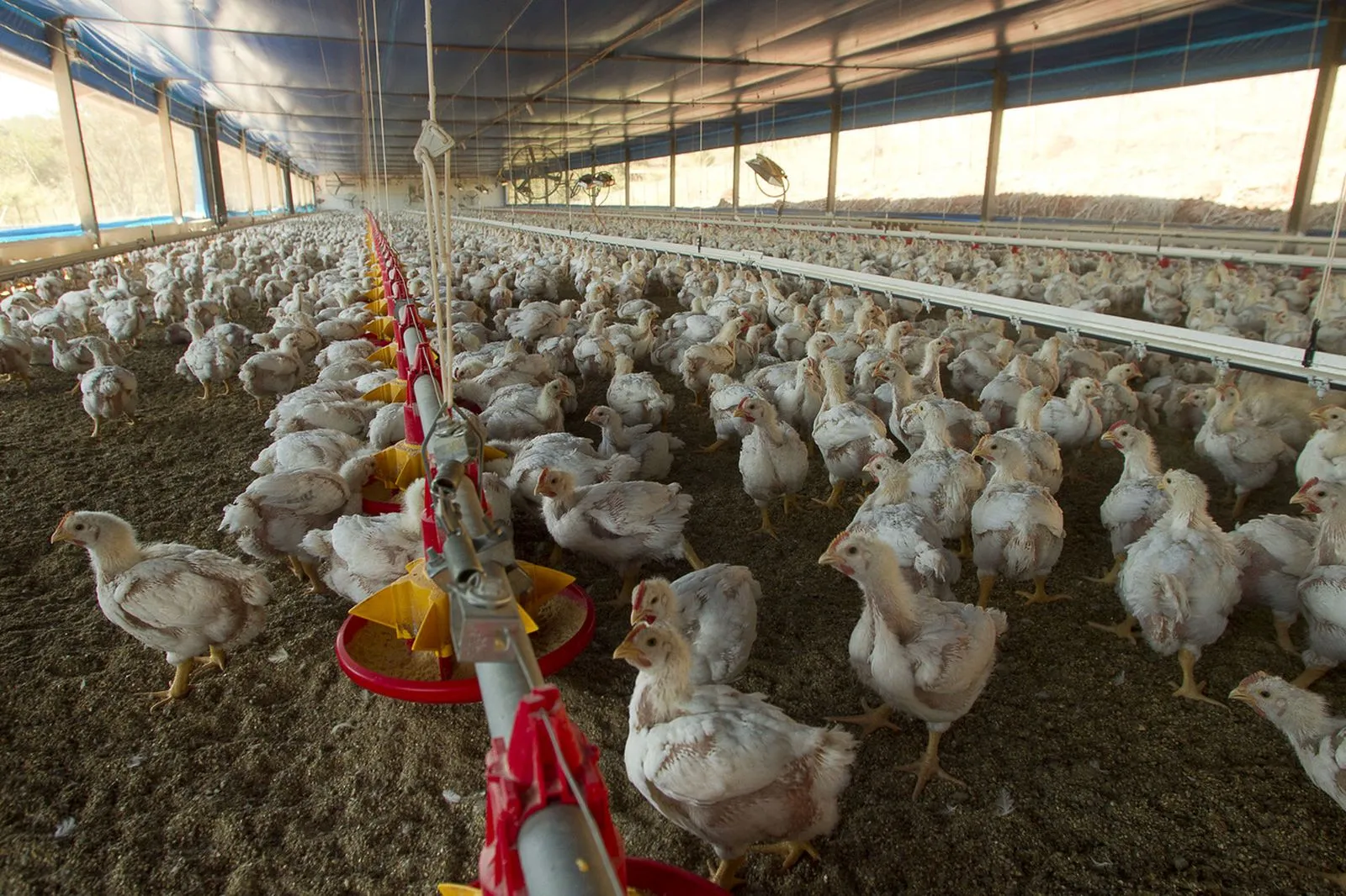 Imagem mostra um barracão com milhares de frangos pequenos