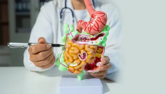 Intestino permeável e intestino irritável: entenda as principais diferenças