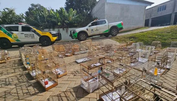 95 aves silvestres são apreendidas em operação na região central do Estado