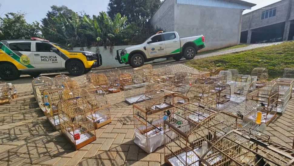 Aves silvestres apreendidas em Guarapuava.