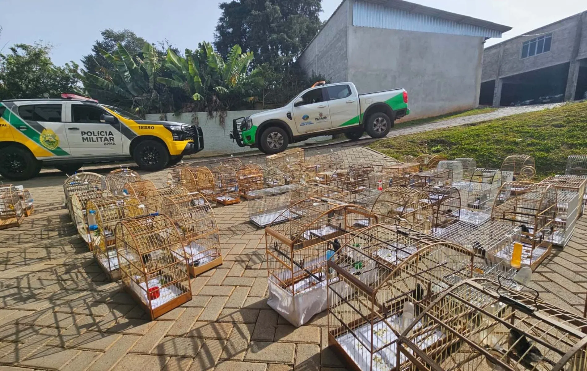 Aves silvestres apreendidas em Guarapuava.
