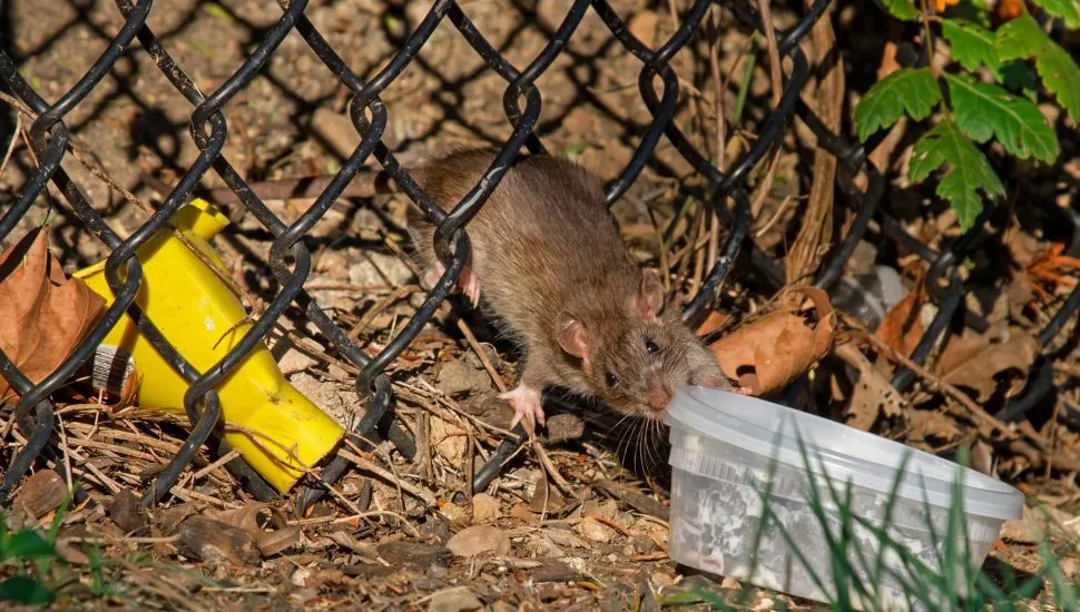 Ratazana