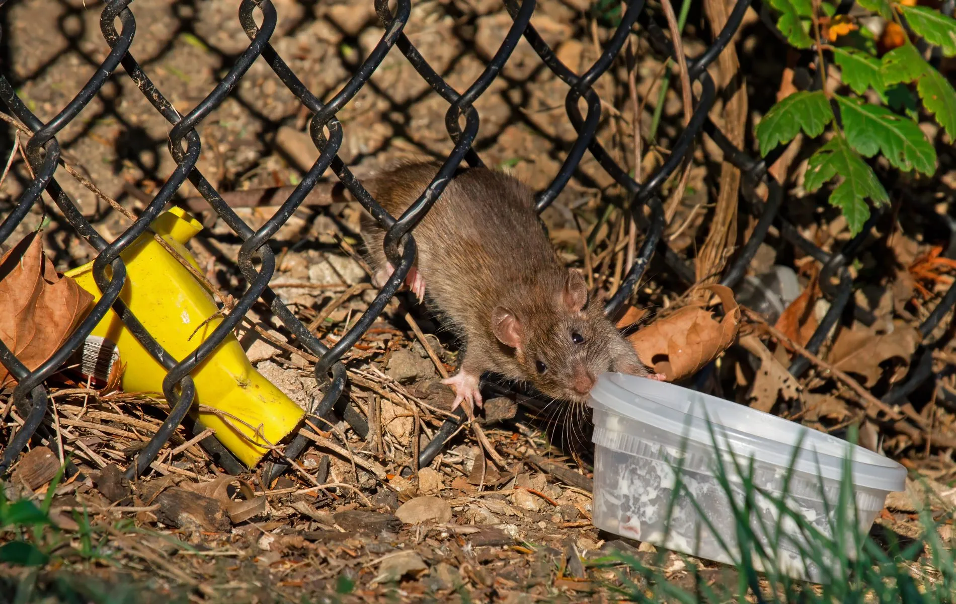 Ratazana