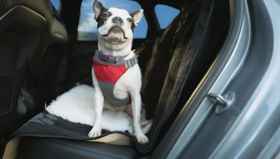 Veja como garantir o transporte seguro de pets em veículos e evitar acidentes no trânsito