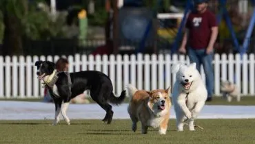 cachorros
