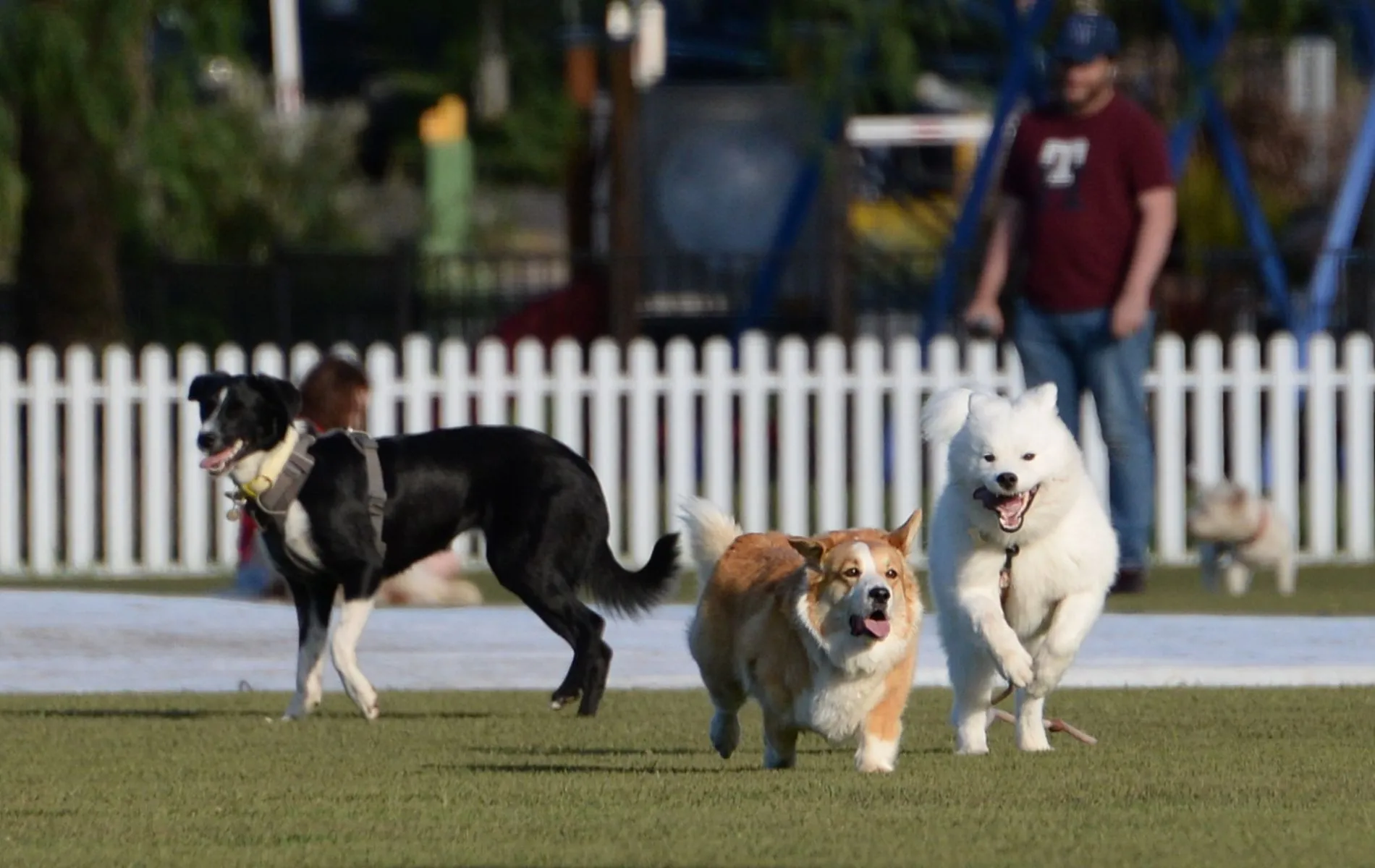 cachorros