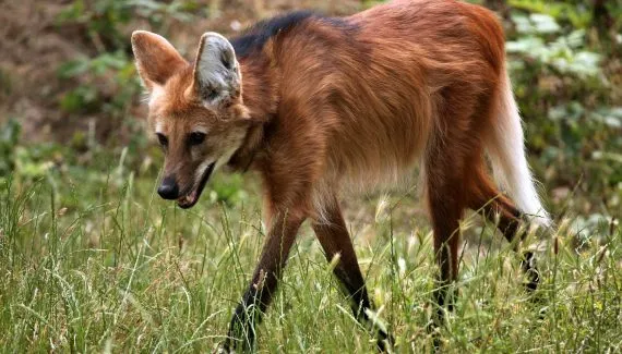 Câmeras registram lobo-guará pela primeira vez em parque turístico do Paraná