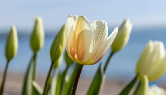 8 cuidados essenciais ao cultivar tulipas