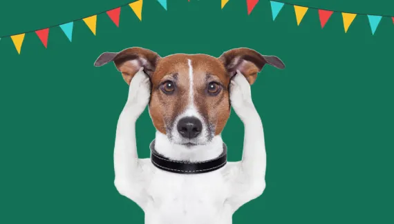 5 cuidados com os animais durante a Copa do Mundo e as festas juninas