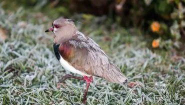 Imagem mostra um passarinho quero-quero em um gramado congelado pela geada.